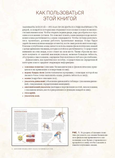 Анатомия виньяса-флоу и асан, выполняемых стоя