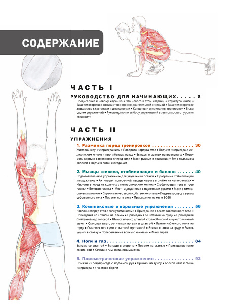 Анатомия фитнеса и силовых упражнений