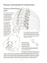 Анатомия дыхания
