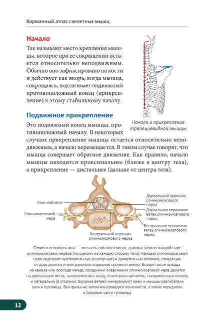 Карманный атлас скелетных мышц: Иллюстрированный справочник
