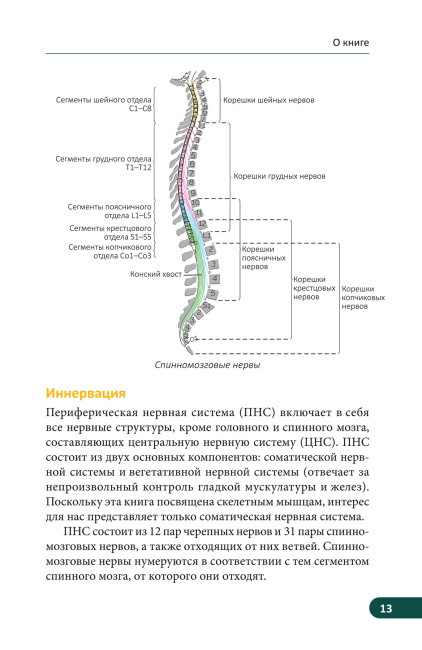 Карманный атлас скелетных мышц: Иллюстрированный справочник