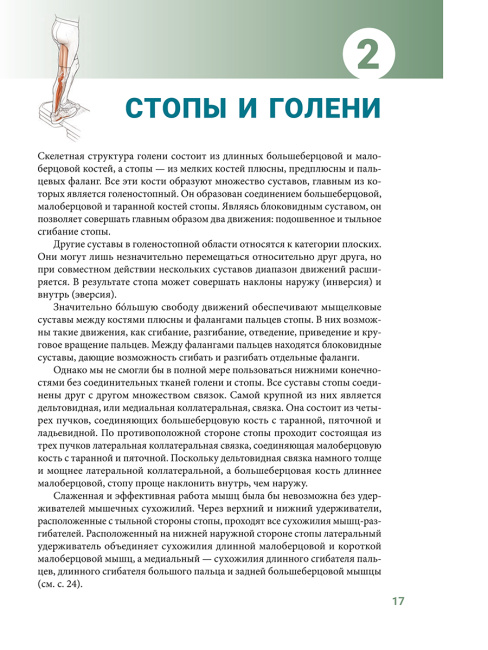 Анатомия упражнений на растяжку