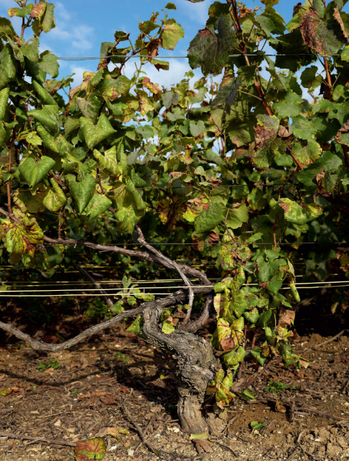 Шампанское: 8000 вкусов и ароматов